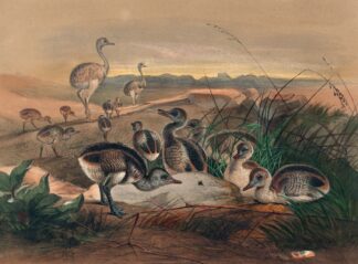 The American Rhea by Joseph Wolf