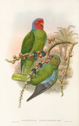 The Birds of New Guinea and the adjacent Papuan islands Pl.30 by John Gould