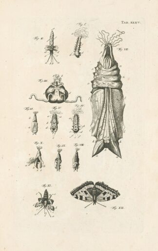 The book of nature, or, The history of insects Pl.35 by Jan Swammerdam