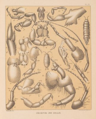 The cave fauna of North America Pl 04 by Alpheus Spring Packard