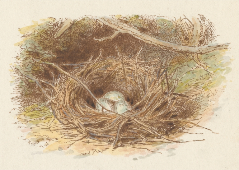 The Deserted Nest by Alfred W. Cooper