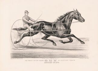The famous trotting Gelding Guy by Kentucky Prince by John Cameron