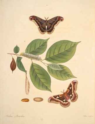 The natural history of the rarer lepidopterous insects of Georgia Pl.046 by James Edward Smith
