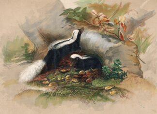 The Patagonian Skunk by Joseph Wolf