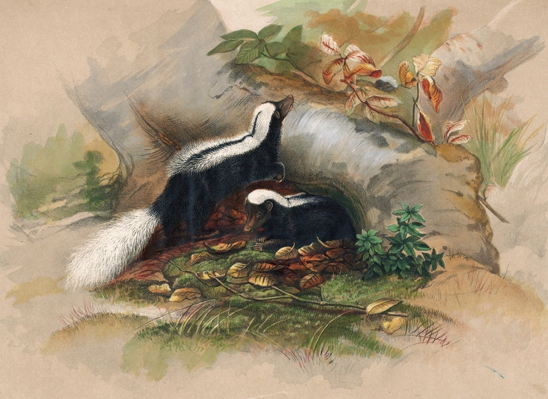 The Patagonian Skunk by Joseph Wolf