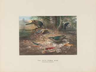 The Satin Bower-bird by Joseph Wolf