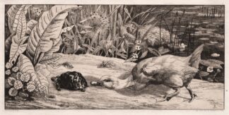 The Unknown by Félix Bracquemond
