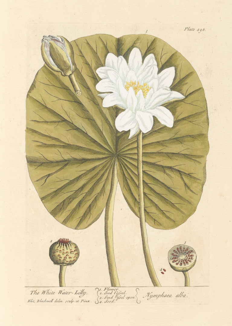 The white water lilly by Elizabeth Blackwell