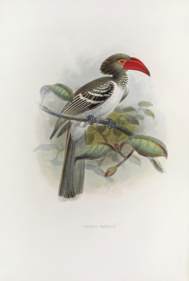 Tockus camurus by Daniel Giraud Elliot