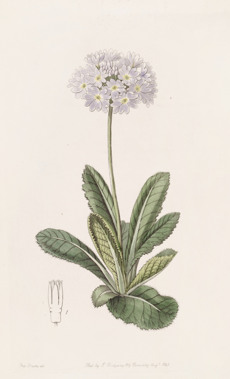Tooth-letted Primrose by Sydenham Edwards