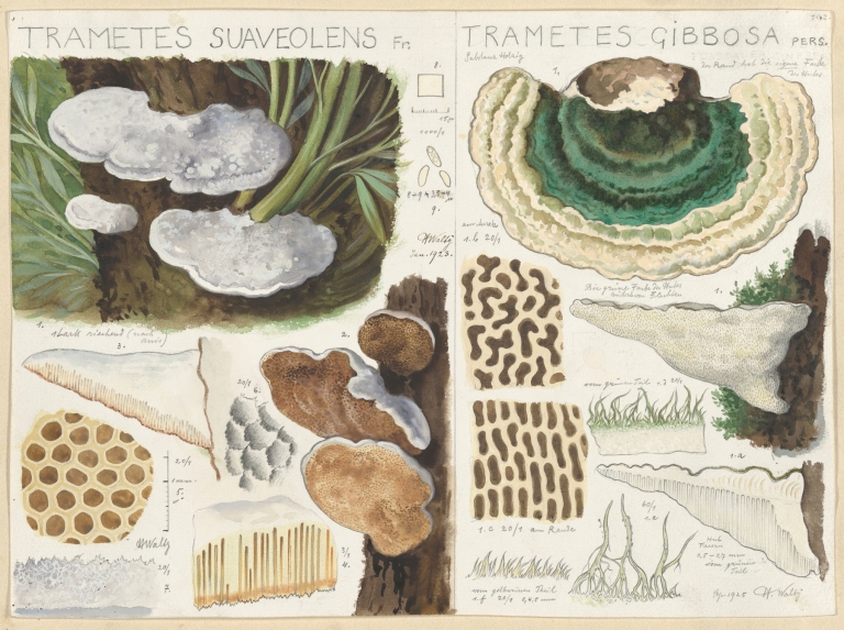 Trametes gibbosa by Hans Walty