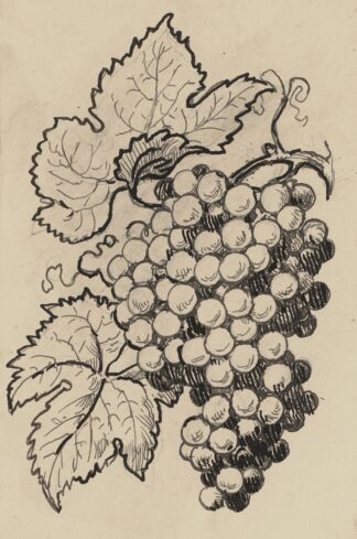 Traube by Hans Thoma