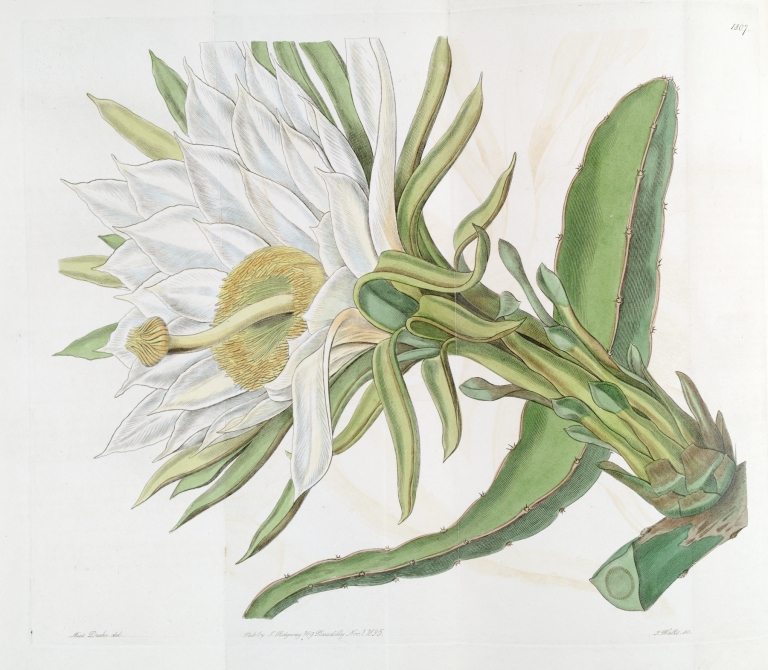 Triangular Torch-thistle by Sydenham Edwards