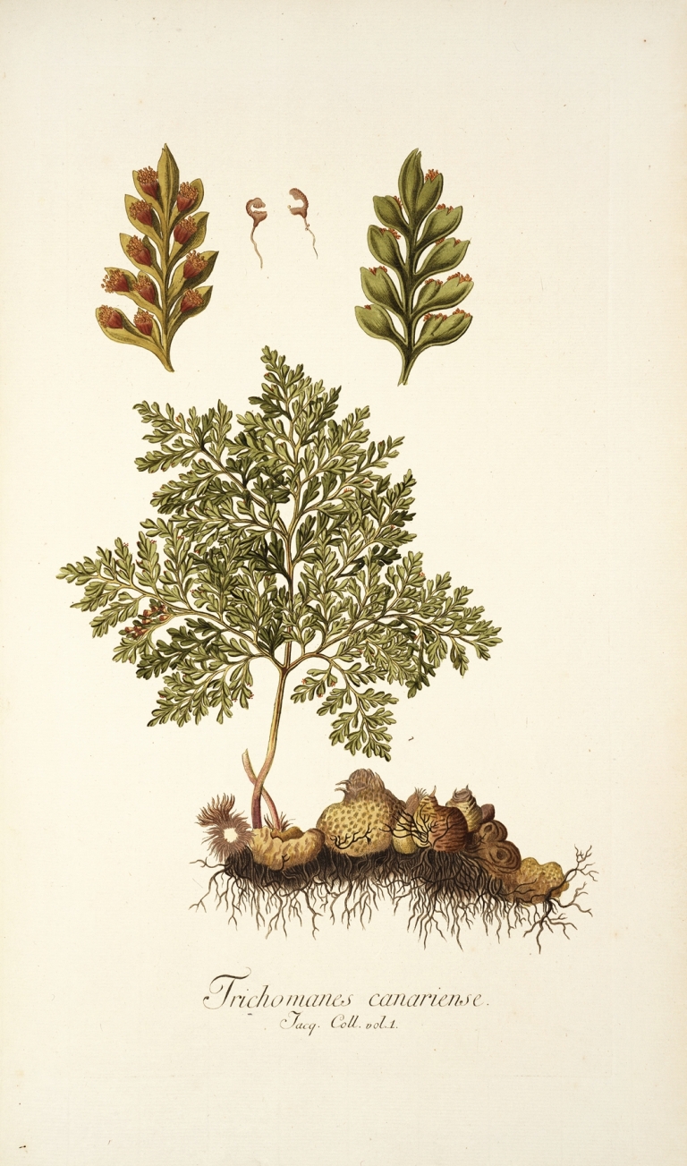 Trichomanes canariense by Nikolaus Joseph Freiherr von Jacquin