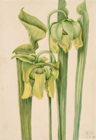 Trumpetleaf by Mary Vaux Walcott