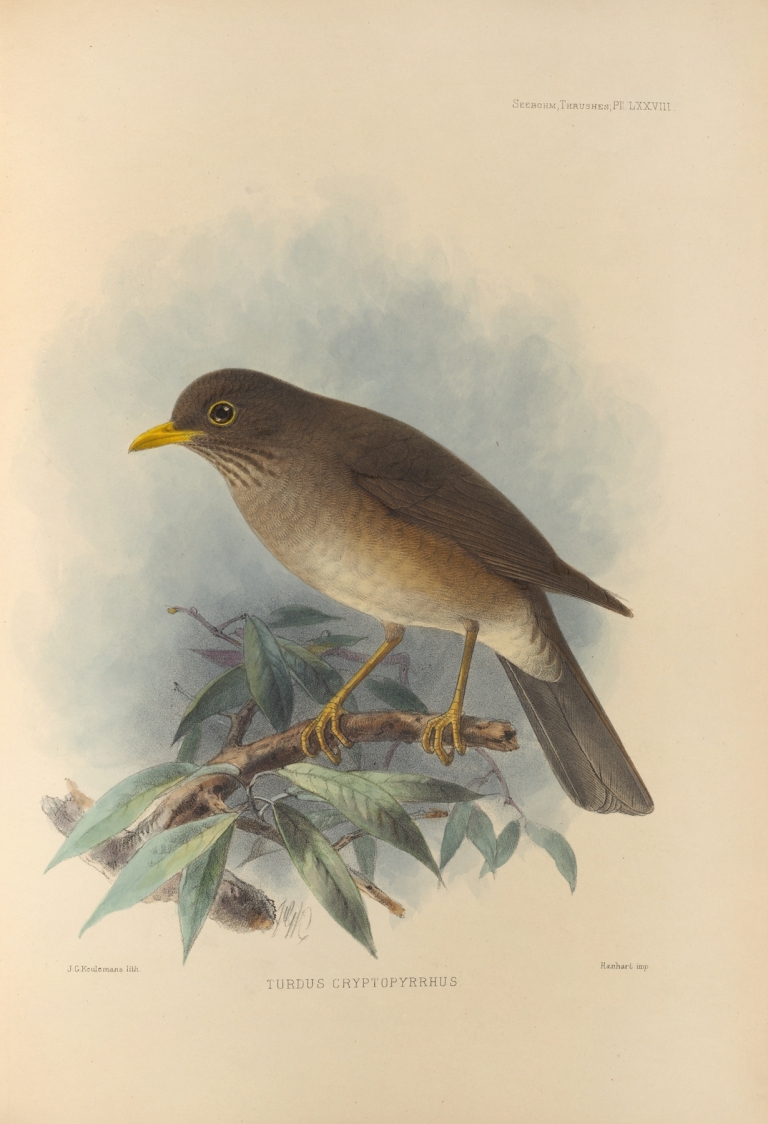 Turdus Cryptopyrrhus by Henry Seebohm