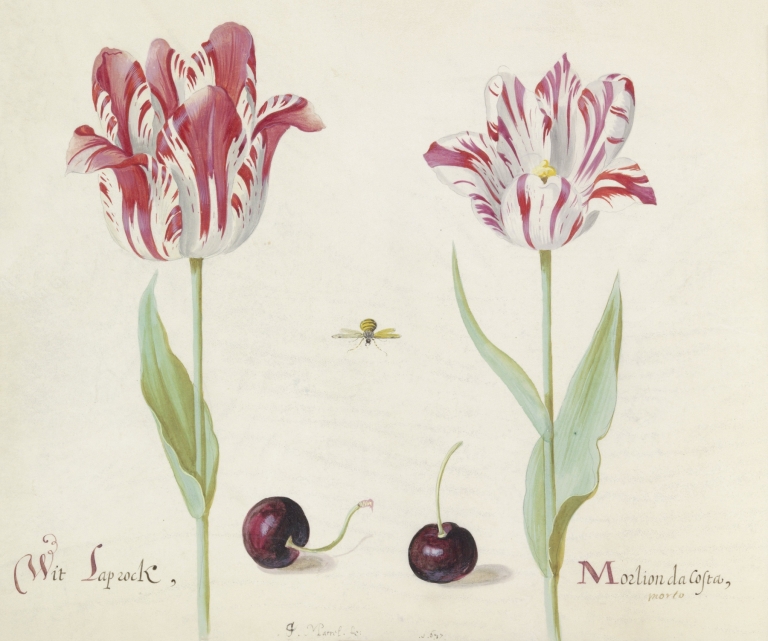 Twee tulpen met twee kersen en bij Wit Laprock Morlion da Costa by Jacob Marrel