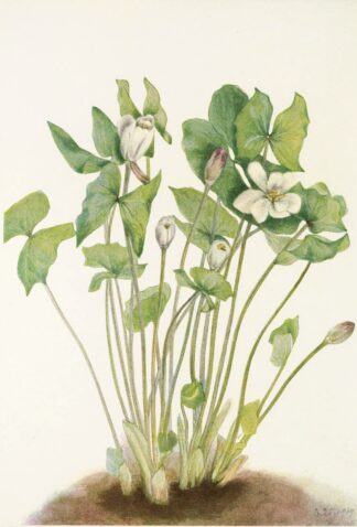 Twinleaf. by Mary Vaux Walcott