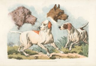 Two dogs and two dog heads by Henry Thomas Alken