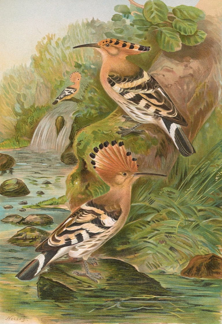 Upupa epops by Johann Friedrich Naumann