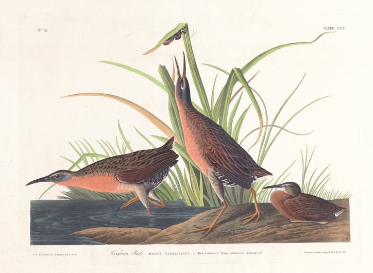 Virginia rail by John James Audubon
