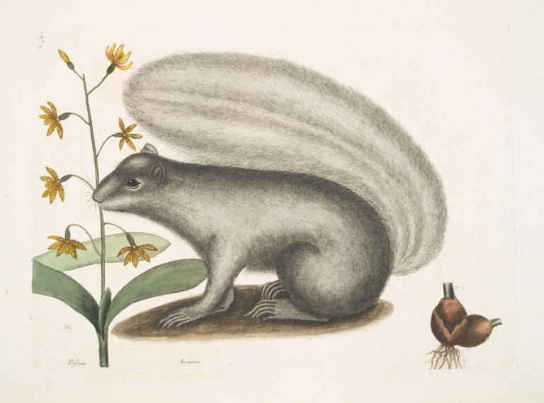 Viscum; Sciurus, The Grey Fox-Squirrel. by Mark Catesby