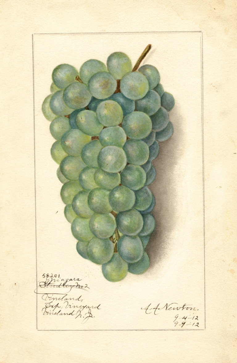 Vitis: Niagara by Amanda Almira Newton