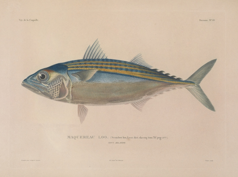 Voyage autour du monde Pl.040 by Louis-Isidore Duperrey