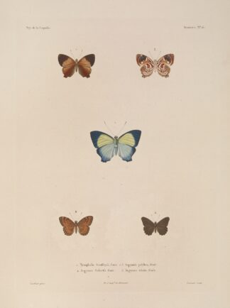 Voyage autour du monde Pl.082 by Louis-Isidore Duperrey
