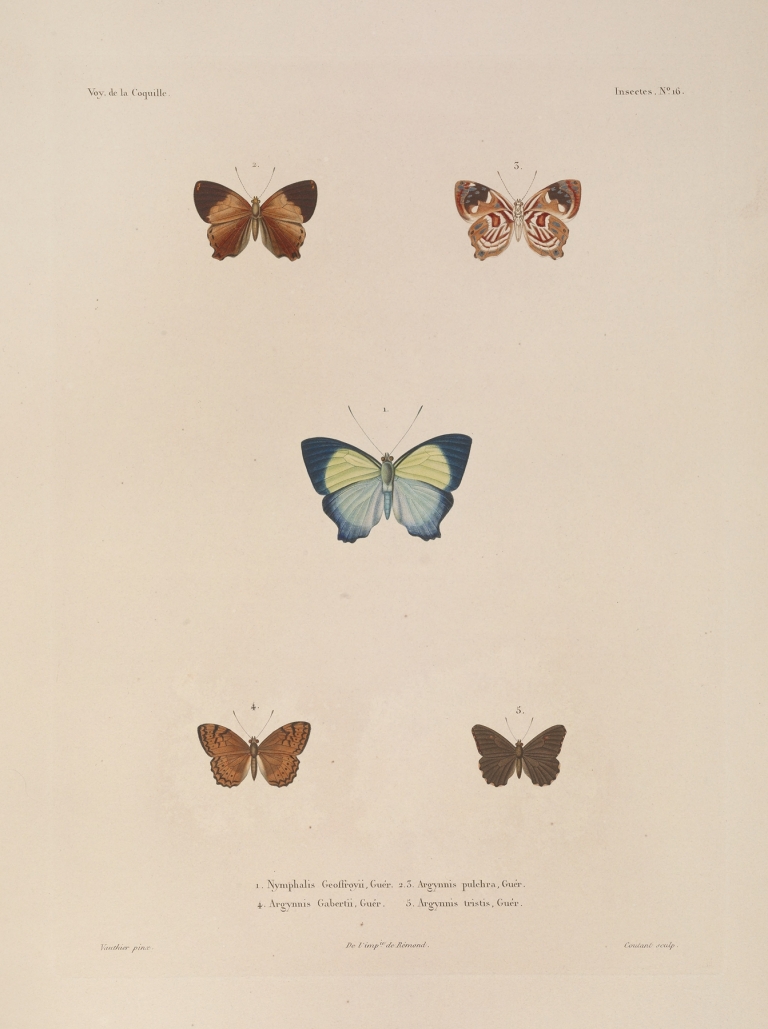 Voyage autour du monde Pl.082 by Louis-Isidore Duperrey