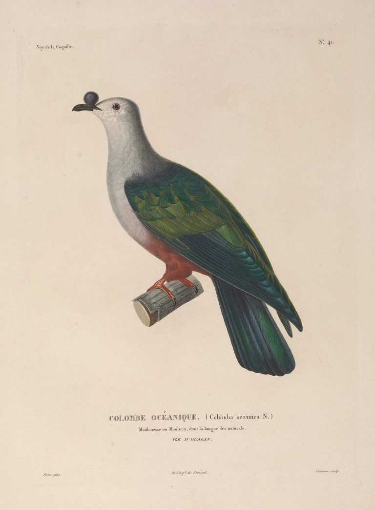 Voyage autour du monde Pl.147 by Louis-Isidore Duperrey