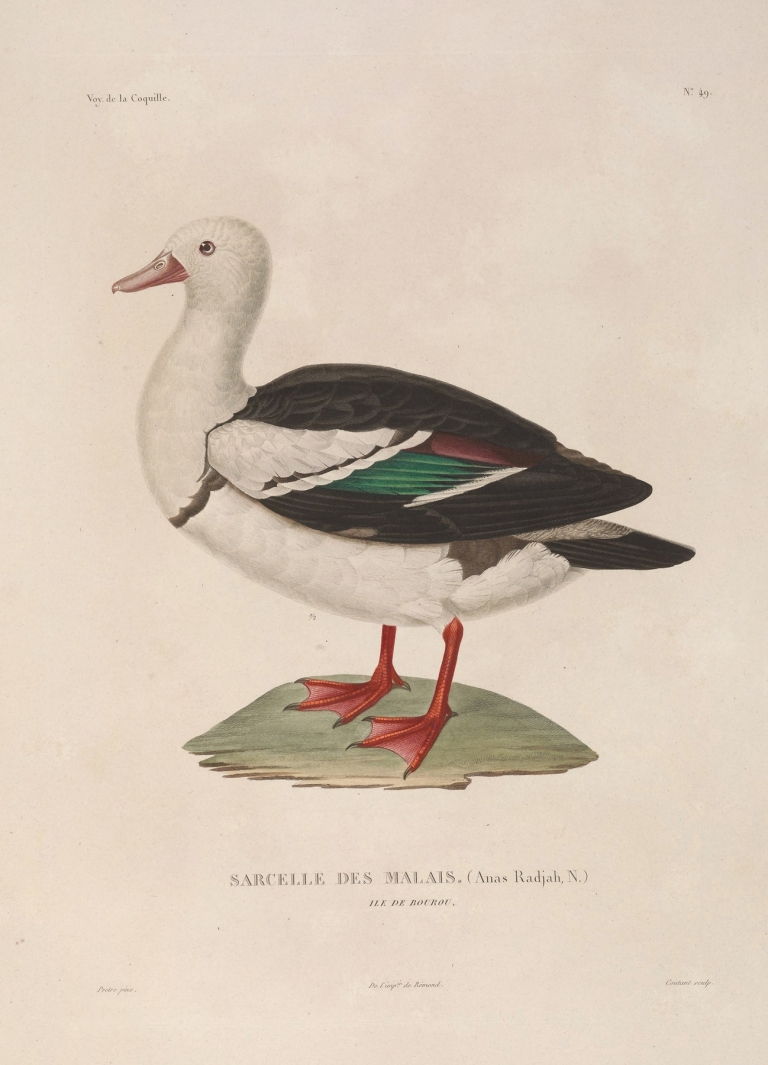 Voyage autour du monde Pl.155 by Louis-Isidore Duperrey