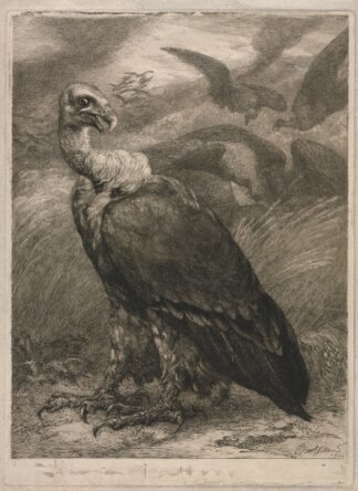 Vulture by Félix Bracquemond