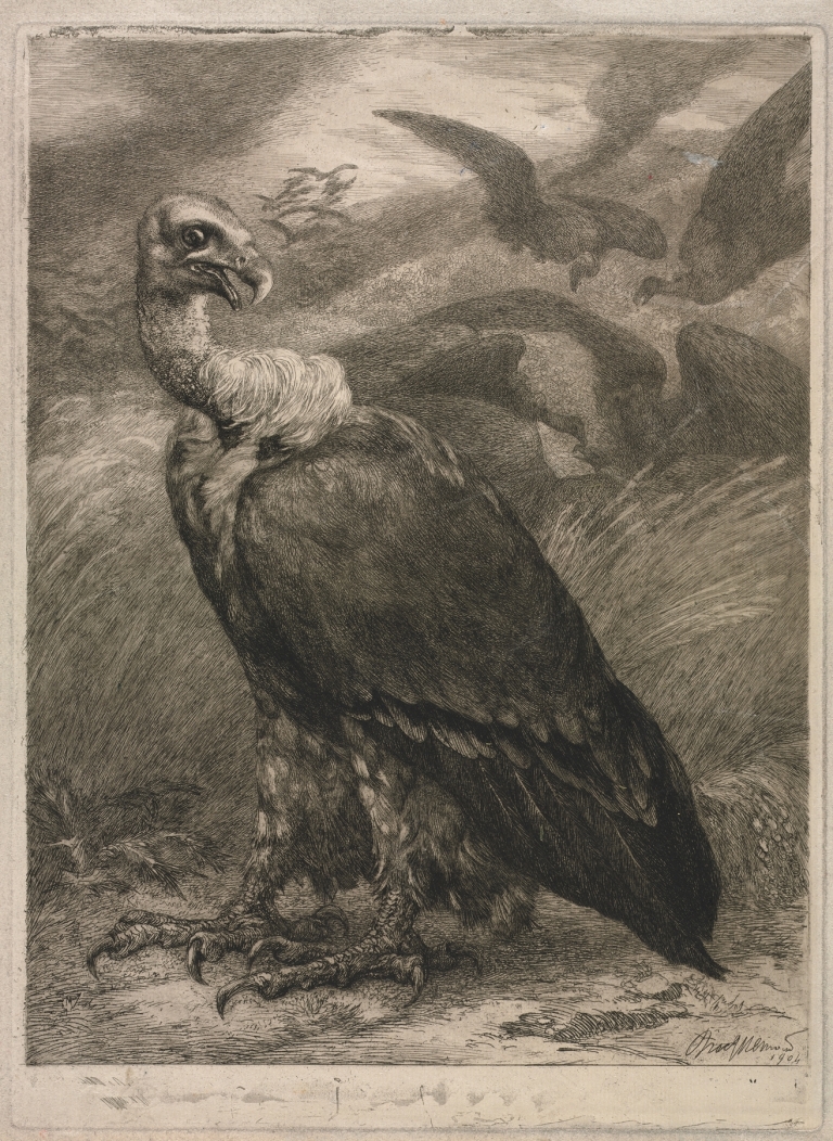Vulture by Félix Bracquemond