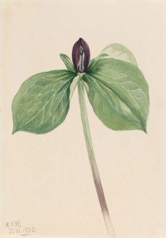 Wake-Robin by Mary Vaux Walcott
