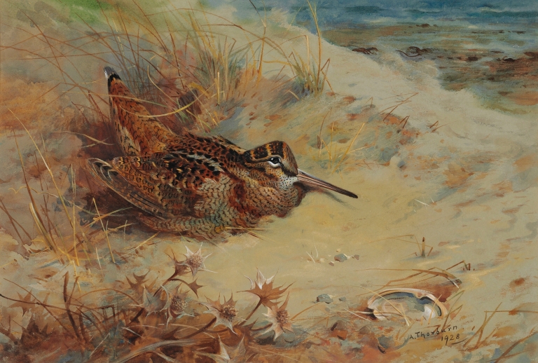 Woodcock sheltering in the sand dunes by Archibald Thorburn