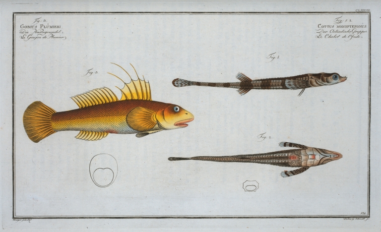 1. 2. Cottus monopterigius; 3. Gobius Plümieri. by Marcus Elieser Bloch