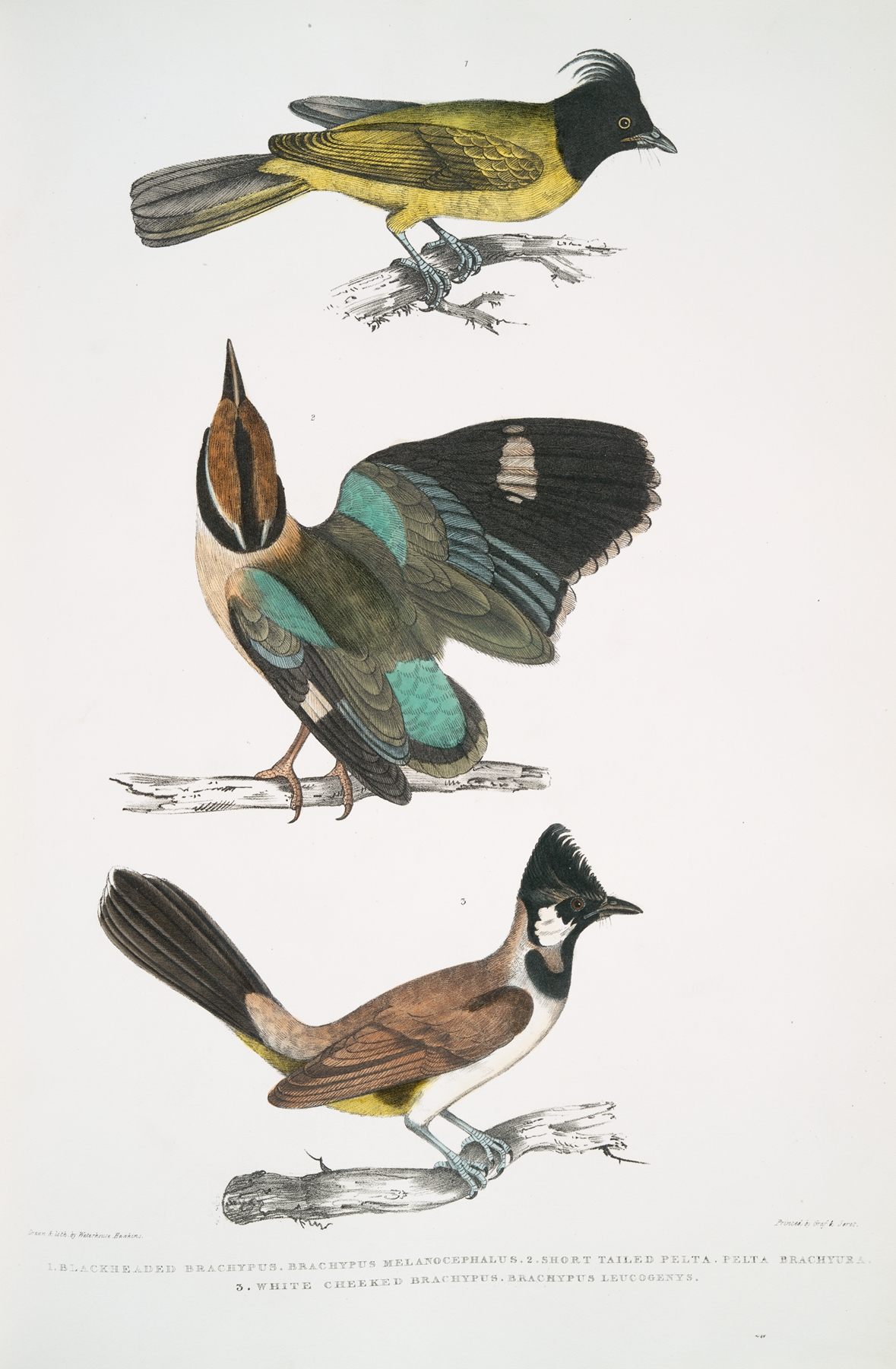 1. Black-headed Brachypus, Brachypus melanocephalus; 2. Short Tailed Pelta [Pitta], Pelta [Pitta] brachyura by John Edward Gray