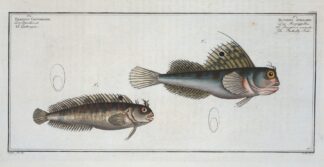 1. Blennius ocellaris, The Butterfly-fish; 2. Blennius Gattorugine. by Marcus Elieser Bloch