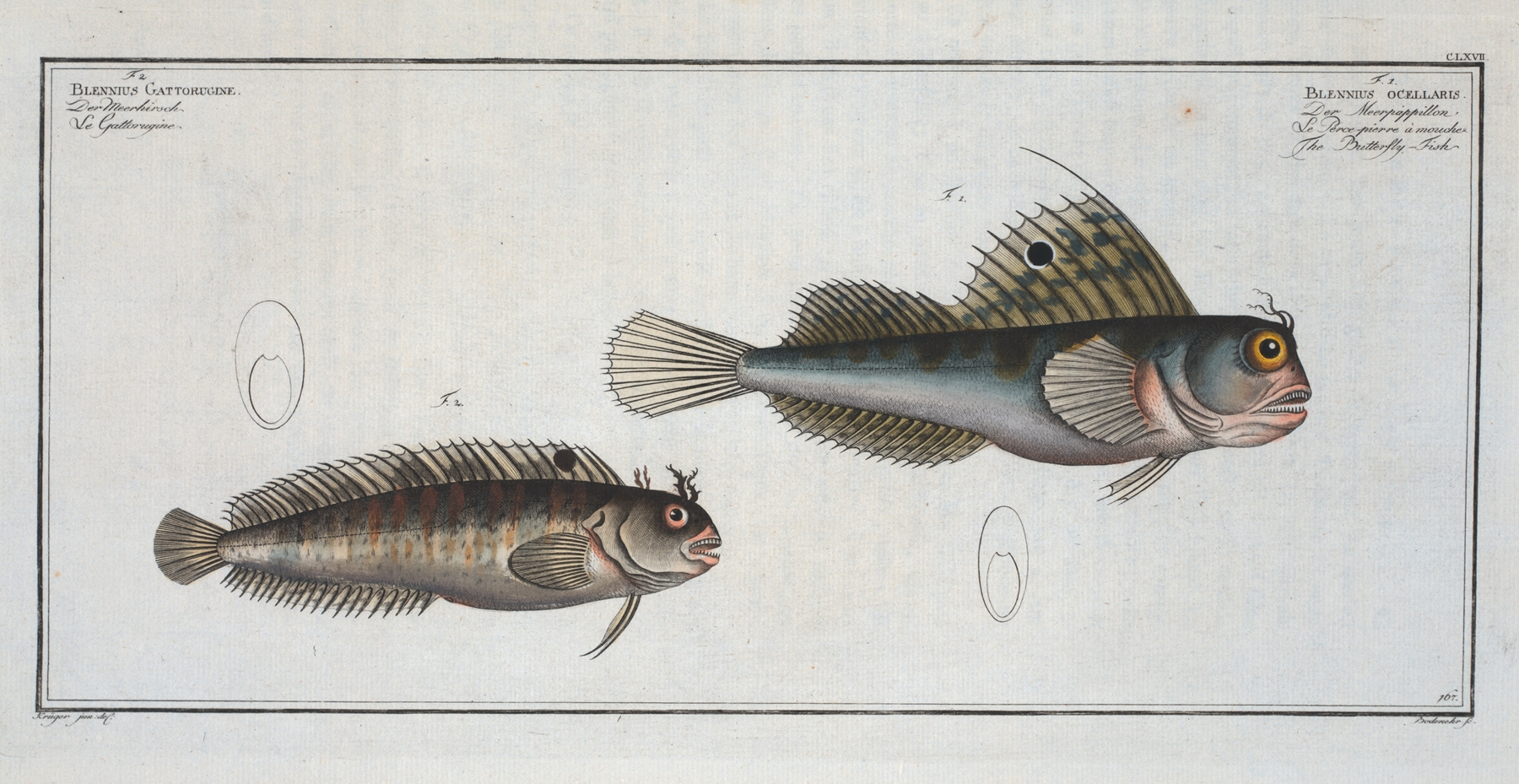 1. Blennius ocellaris, The Butterfly-fish; 2. Blennius Gattorugine. by Marcus Elieser Bloch