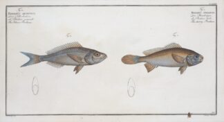 1. Bodianus stellifer, The starry Bodian; 2. Bodianus Argenteus, The Silver Bodian. by Marcus Elieser Bloch