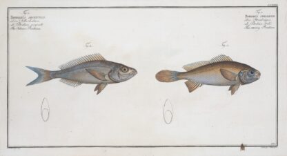 1. Bodianus stellifer, The starry Bodian; 2. Bodianus Argenteus, The Silver Bodian. by Marcus Elieser Bloch