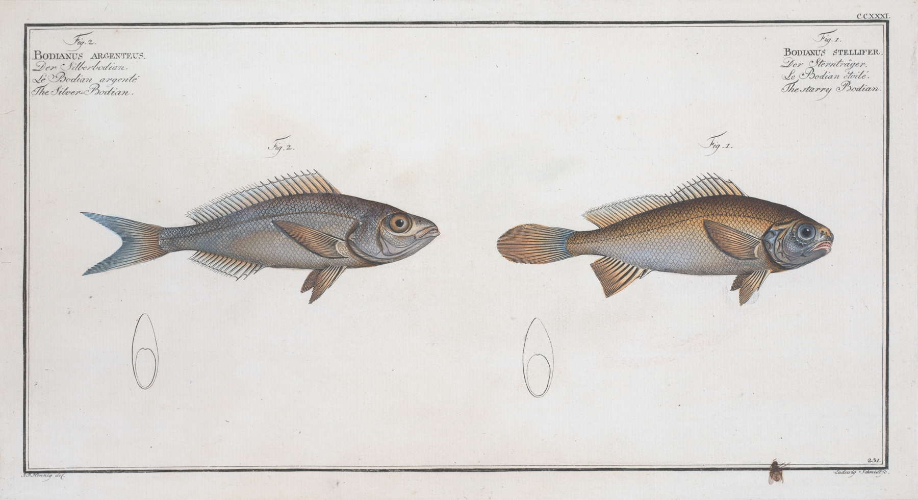 1. Bodianus stellifer, The starry Bodian; 2. Bodianus Argenteus, The Silver Bodian. by Marcus Elieser Bloch