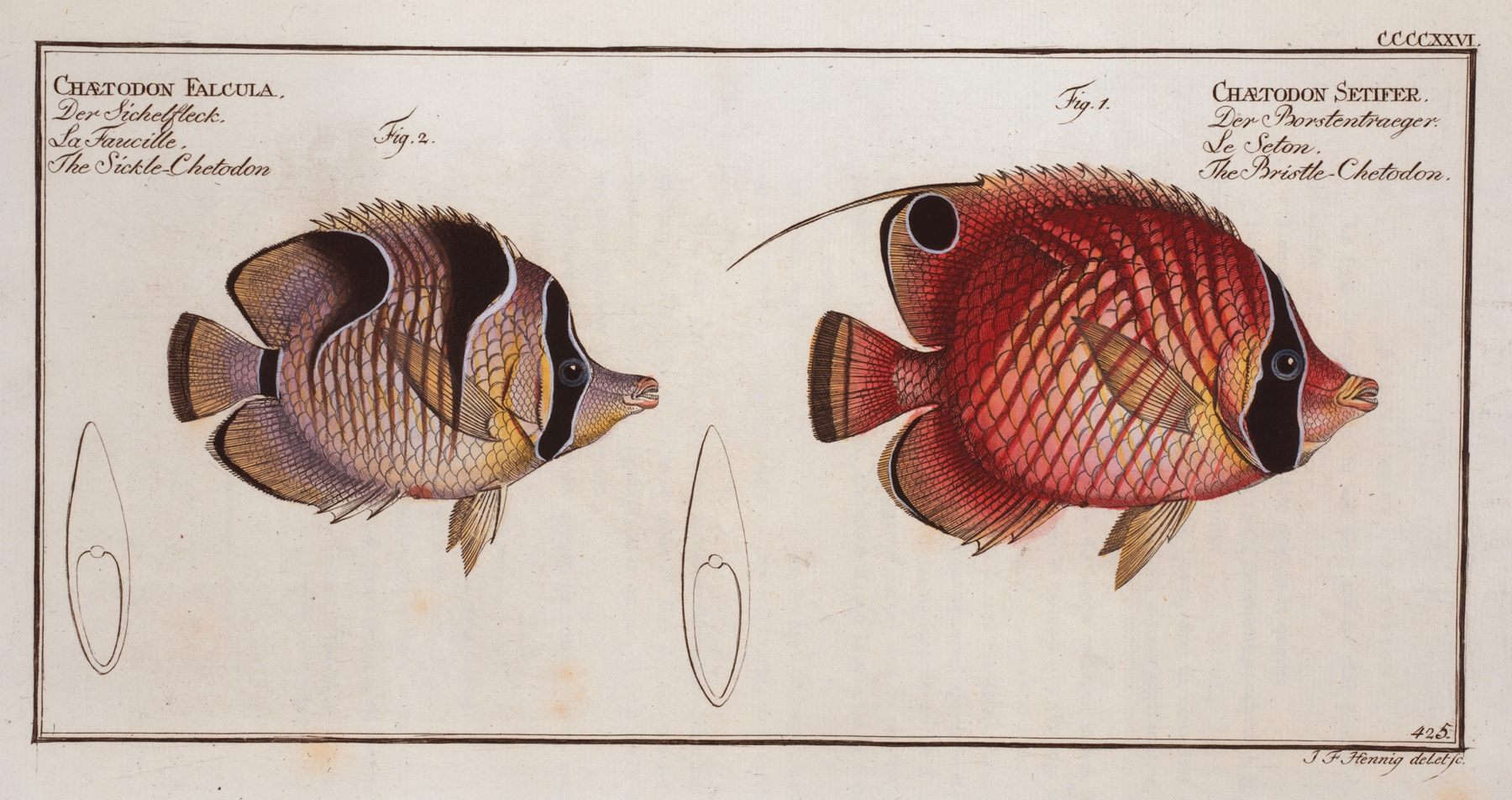 1. Chaetodon Setifer, The Bristle-Chetodon; 2. Chaetodon Falcula, The Sickle-Chetodon. by Marcus Elieser Bloch