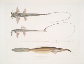 1. Coach Whip Sisor. Sisor Rabdophorus. Janma ; 2. Bearded File Fish, Balistes by John Edward Gray