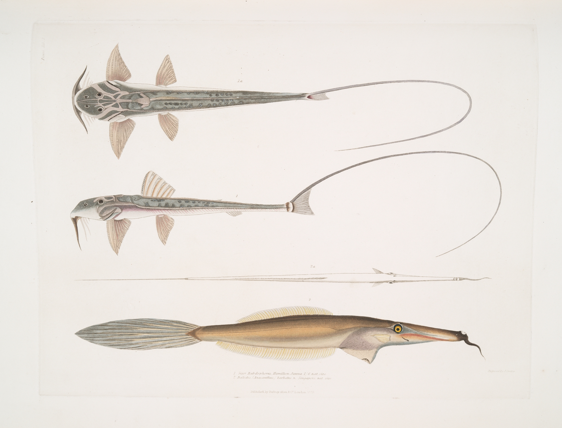 1. Coach Whip Sisor. Sisor Rabdophorus. Janma ; 2. Bearded File Fish, Balistes by John Edward Gray