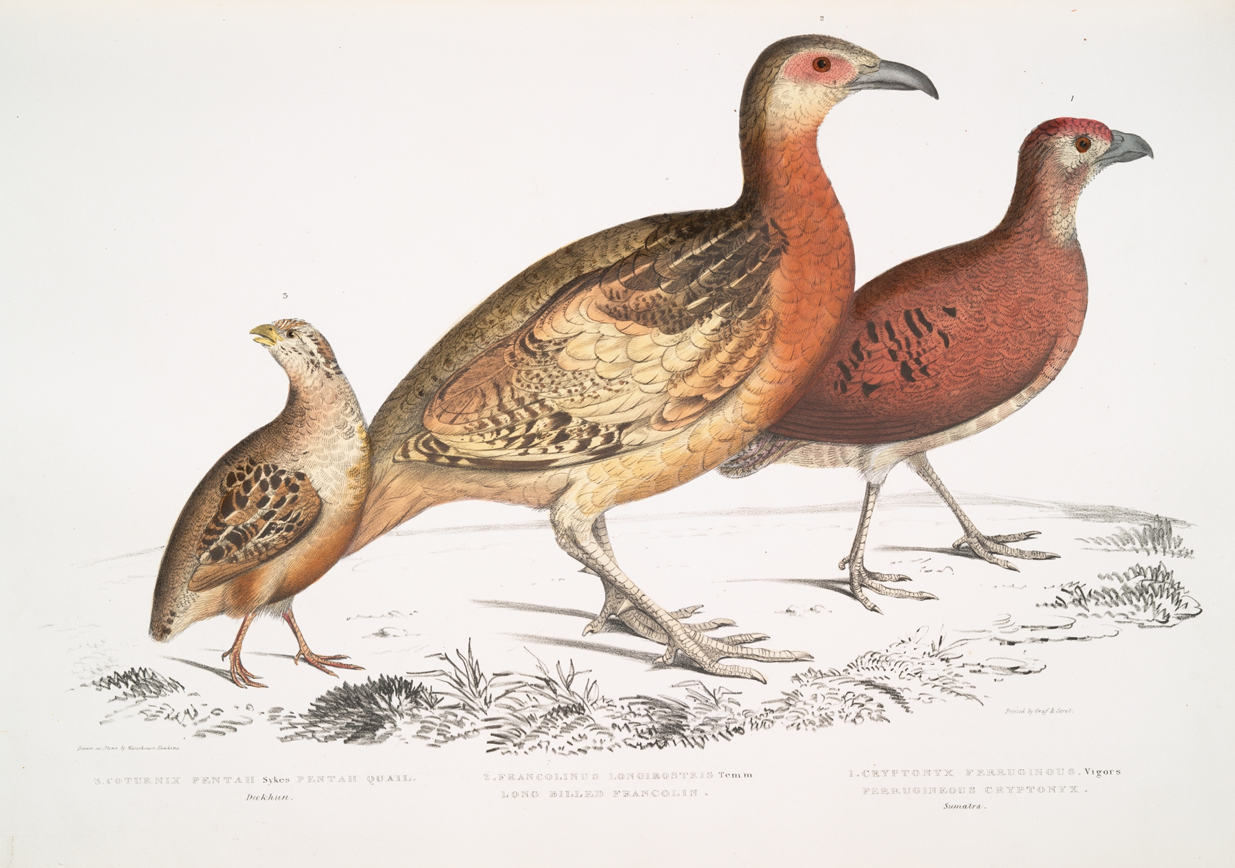 1. Ferrugineous Cryptonyx, Cryptonyx ferrugineus; 2. Long Billed Francolin, Francolinus longinostris by John Edward Gray