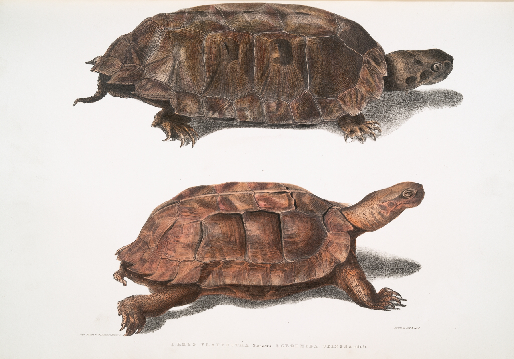 1. Flat Backed Terrapin, Emys platynotha; 2. Spinose Land Terrapin, Geoemyda spinosa. by John Edward Gray