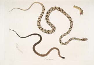 1. Gocool Dipsas. Dipsus [Dipsas] Gocool; 2. Black Headed Lycodon, Lycodon melanocephalus. by John Edward Gray