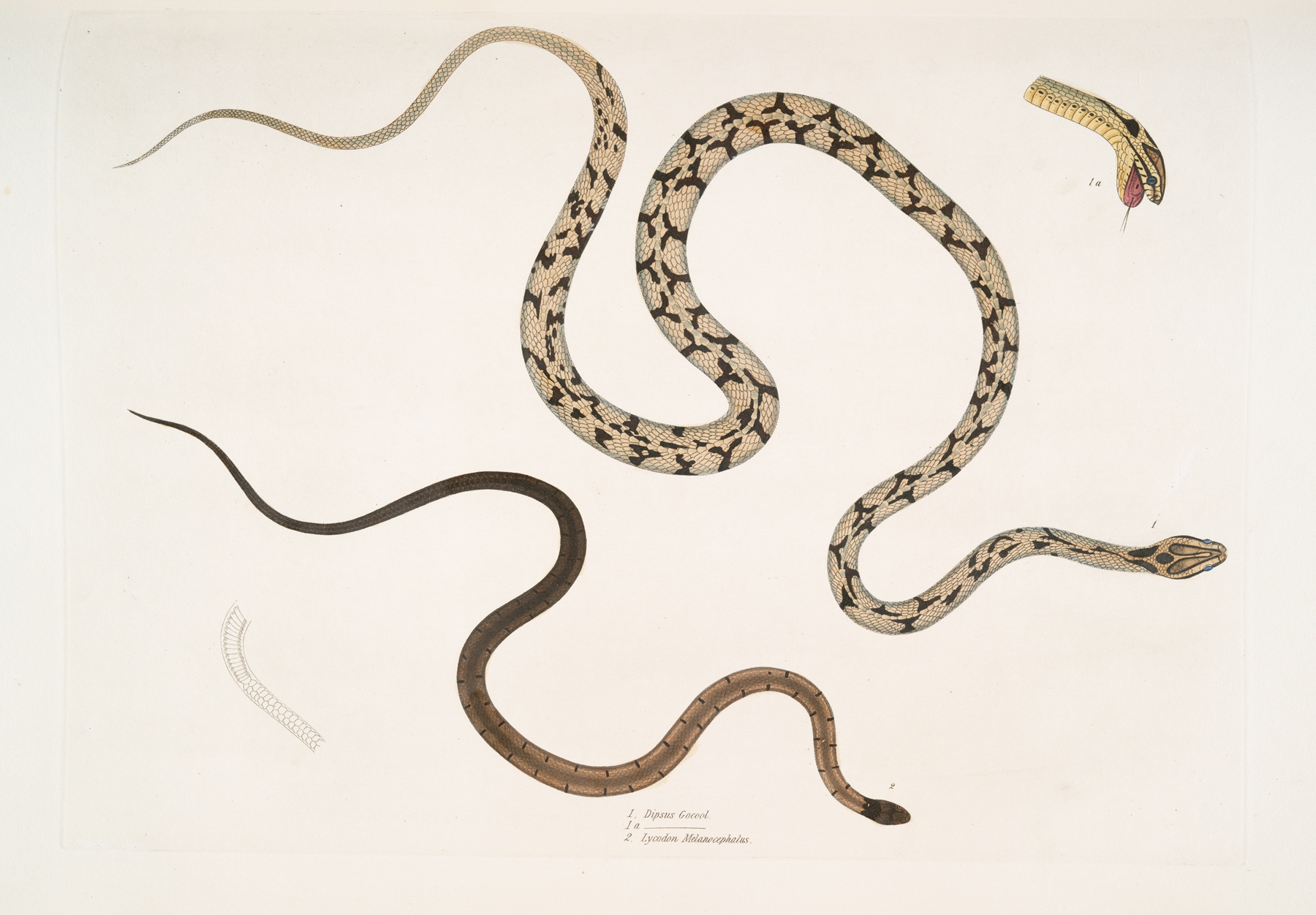 1. Gocool Dipsas. Dipsus [Dipsas] Gocool; 2. Black Headed Lycodon, Lycodon melanocephalus. by John Edward Gray
